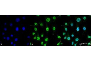 Immunocytochemistry/Immunofluorescence analysis using Mouse Anti-Trap1 Monoclonal Antibody, Clone 3H4-2H6 . (TRAP1 antibody  (Biotin))