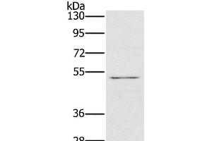 Western Blot analysis of HT-29 cell using HTR3C Polyclonal Antibody at dilution of 1:500 (HTR3C antibody)