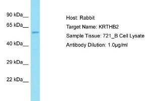 Host: Rabbit Target Name: KRT84 Sample Tissue: Human 721_B Whole Cell Antibody Dilution: 1ug/ml (Keratin 82 antibody  (N-Term))