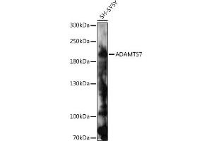 Western blot analysis of extracts of SH-SY5Y cells, using  antibody (ABIN7265441) at 1:1000 dilution. (ADAMTS7 antibody  (AA 1600-1686))