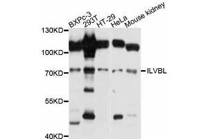 Western blot analysis of extracts of various cell lines, using ILVBL antibody (ABIN5997984) at 1:3000 dilution. (ILVBL antibody)