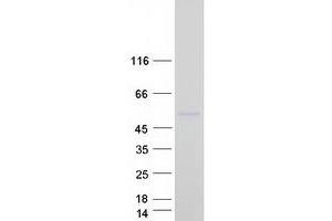 Mannosidase, Endo-alpha-Like (MANEAL) (Transcript Variant 3) protein (Myc-DYKDDDDK Tag)