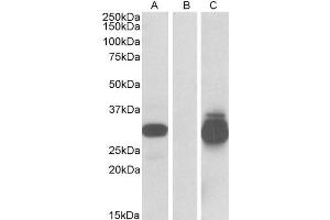 HEK293 lysate (10ug protein in RIPA buffer) overexpressing Human PPPDE1 with C-terminal MYC tag probed with ABIN2564677 (0. (PPPDE1 antibody  (Internal Region))