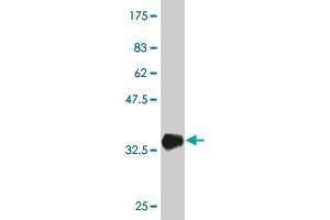 ABCA10 antibody  (AA 1-80)