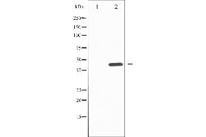Western blot analysis of SAPK/JNK phosphorylation expression in nocodazole treated HepG2 whole cell lysates,The lane on the left is treated with the antigen-specific peptide. (SAPK, JNK (pTyr185) antibody)