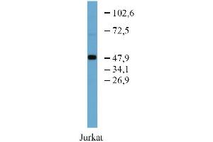 Western blotting analysis of TFG in Jurkat cell lysate using anti-TFG (TFG-03) purified. (TFG antibody)
