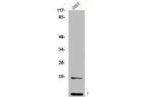 Western Blot analysis of HepG2 cells using Neddylin Polyclonal Antibody (NEDD8 antibody  (N-Term))