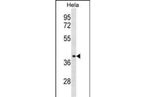 CCBP2 Antibody  (ABIN388746 and ABIN2838995) western blot analysis in Hela cell line lysates (35 μg/lane). (CCBP2 antibody  (C-Term))