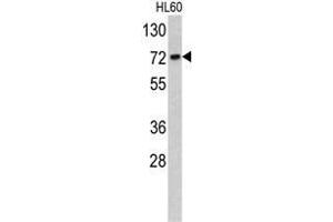Western blot analysis of TOMM70A antibody (C-term) in HL60 cell line lysates (35ug/lane). (TOM70 antibody  (C-Term))