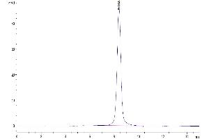 The purity of Mouse IL-5 R alpha is greater than 95 % as determined by SEC-HPLC. (IL5RA Protein (AA 18-339) (His tag))