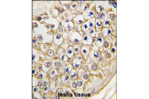 Formalin-fixed and paraffin-embedded human testis tissue reacted with Trpv3 polyclonal antibody  , which was peroxidase-conjugated to the secondary antibody, followed by DAB staining. (TRPV3 antibody  (C-Term))