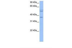 Image no. 1 for anti-Coiled-Coil Domain Containing 78 (CCDC78) (AA 127-165) antibody (ABIN6739385) (CCDC78 antibody  (AA 127-165))