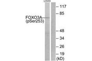 Western blot analysis of extracts from LOVO cells treated with serum 20% 30', using FKHRL1 (Phospho-Ser253) Antibody. (FOXO3 antibody  (pSer253))