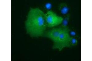 Anti-PRKD2 mouse monoclonal antibody (ABIN2453514) immunofluorescent staining of COS7 cells transiently transfected by pCMV6-ENTRY PRKD2 (RC215335). (PKD2 antibody)