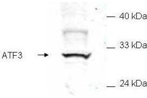 Western blot of mammalian whole cell extract transfected with HA epitope tagged human ATF3. (ATF3 antibody  (Internal Region))