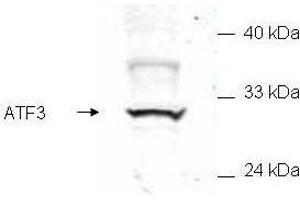 Western blot of mammalian whole cell extract transfected with HA epitope tagged human ATF3. (ATF3 antibody  (AA 113-130))