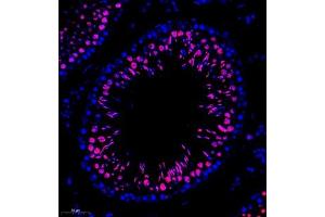 Immunofluorescence of paraffin embedded rat testis using RANBP3 (ABIN7075360) at dilution of 1:700 (260x lens) (RanBP3 antibody)