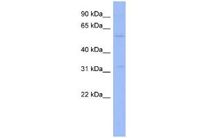 WB Suggested Anti-ZNF266 Antibody Titration:  0. (ZNF266 antibody  (Middle Region))