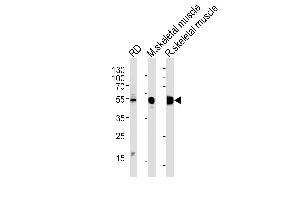 ENOB Antibody (Center) (ABIN1882078 and ABIN2839500) western blot analysis in RD cell line and mouse skeletal muscle,rat skeletal muscle lysates (35 μg/lane). (ENO3 antibody  (AA 237-264))