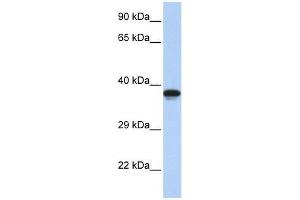 DMRTC2 antibody used at 0. (DMRTC2 antibody  (N-Term))