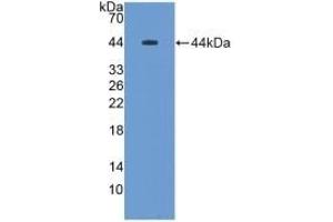 Detection of Recombinant MUC5B, Rat using Polyclonal Antibody to Mucin 5 Subtype B (MUC5B) (MUC5B antibody  (AA 898-1002))