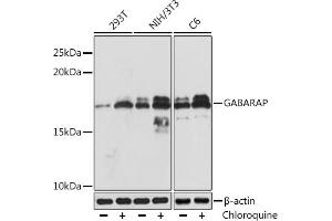 Western blot analysis of extracts of various cell lines, using GABARAP Rabbit mAb (ABIN7267325) at 1:1000 dilution. (GABARAP antibody)