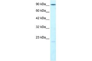 LIG4 antibody used at 1. (LIG4 antibody  (N-Term))