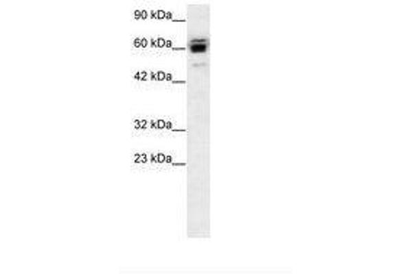 RLIM antibody  (AA 532-581)