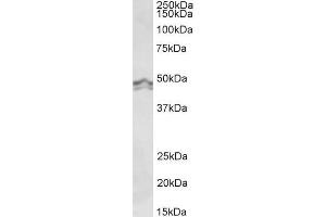 ABIN5539537 (0. (HRH3 antibody  (Internal Region))