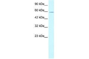 WB Suggested Anti-XRCC5 Antibody Titration:  1. (XRCC5 antibody  (C-Term))
