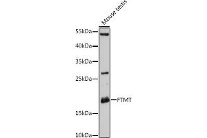 Western blot analysis of extracts of Mouse testis, using FTMT antibody (ABIN6131978, ABIN6140793, ABIN6140794 and ABIN6216652) at 1:3000 dilution. (Ferritin Mitochondrial antibody  (AA 183-242))