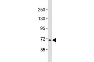 Western blot testing of FBXW7 antibody at 1:2000 dilution + Raji lysate (FBXW7 antibody  (N-Term))
