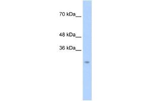 Chymotrypsin-Like antibody used at 0. (Chymotrypsin antibody  (N-Term))