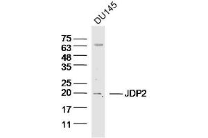 DU145 lysates probed with JDP2 Polyclonal Antibody, unconjugated  at 1:300 overnight at 4°C followed by a conjugated secondary antibody for 60 minutes at 37°C.