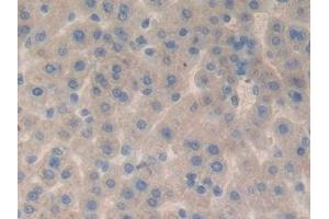 Fibulin 1 antibody  (AA 127-243)