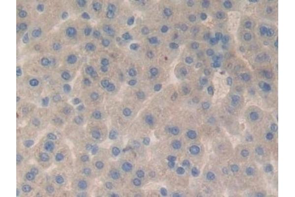 Fibulin 1 antibody  (AA 127-243)