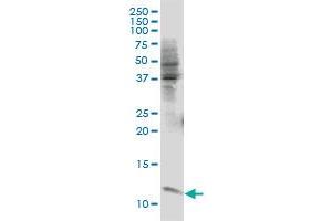 ERH monoclonal antibody (M07), clone 1H4 Western Blot analysis of ERH expression in IMR-32 (ERH antibody  (AA 1-104))