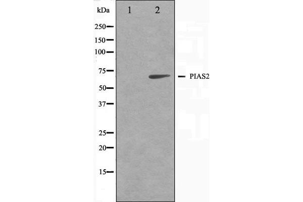 PIAS2 antibody