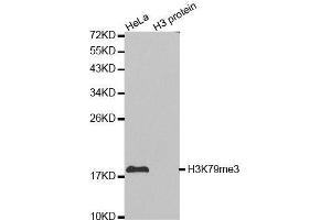 Western blot analysis of extracts of various cell lines, using TriMethyl-Histone H3-K79 antibody. (Histone 3 antibody  (H3K79me3))
