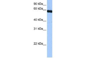 WB Suggested Anti-PUF60  Antibody Titration: 0.