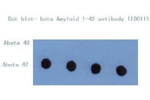Western Blotting (WB) image for anti-Amyloid beta (Abeta) (C-Term) antibody (ABIN1105357) (beta Amyloid antibody  (C-Term))