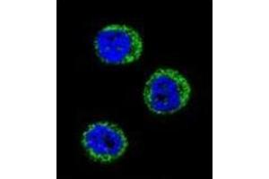 Confocal immunofluorescent analysis of Haptoglobin Antibody (Center) Cat. (Haptoglobin antibody  (Middle Region))