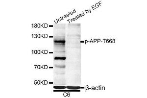 Western blot analysis of extracts of C6 cells, using Phospho-APP-T668 antibody (ABIN5969869) at 1/1000 dilution. (APP antibody  (pThr743))
