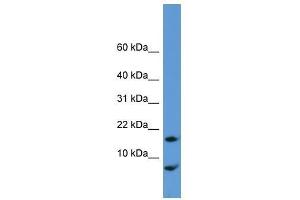 Cnih antibody used at 0. (CNIH antibody  (N-Term))