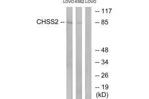 Western blot analysis of extracts from LOVO cells and K562 cells, using CHSS2 antibody. (CHPF antibody)
