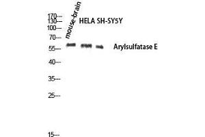 Western Blot (WB) analysis of Mouse Brain HeLa SH-SY5Y lysis using Arylsulfatase E antibody.