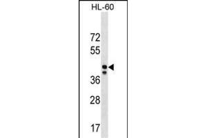 MRPS31 Antibody (Center) (ABIN1538106 and ABIN2850176) western blot analysis in HL-60 cell line lysates (35 μg/lane). (MRPS31 antibody  (AA 219-247))