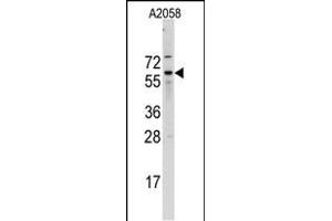 Western blot analysis of Cdc25B Antibody (N-term) (ABIN391381 and ABIN2841390) in  cell line lysates (35 μg/lane). (CDC25B antibody  (N-Term))