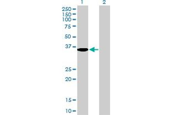 serine Dehydratase antibody  (AA 1-328)
