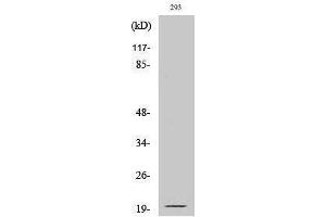 Western Blotting (WB) image for anti-Ephrin A2 (EFNA2) (Asn188), (cleaved) antibody (ABIN3172770) (Ephrin A2 antibody  (Asn188, cleaved))